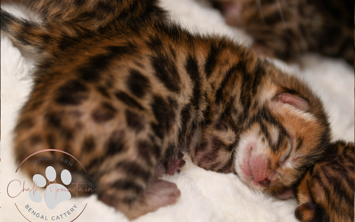 Bengal kitten for sale